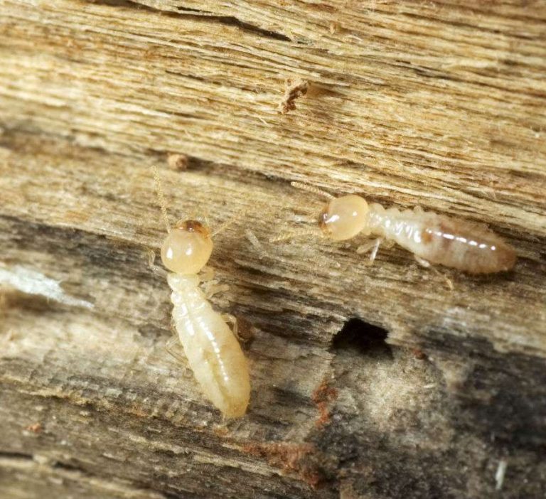 traitement-de-charpente-contre-les-termites