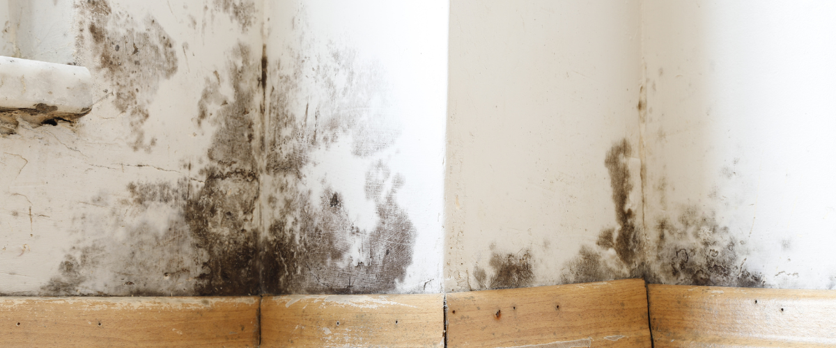 comment traiter un mur humide