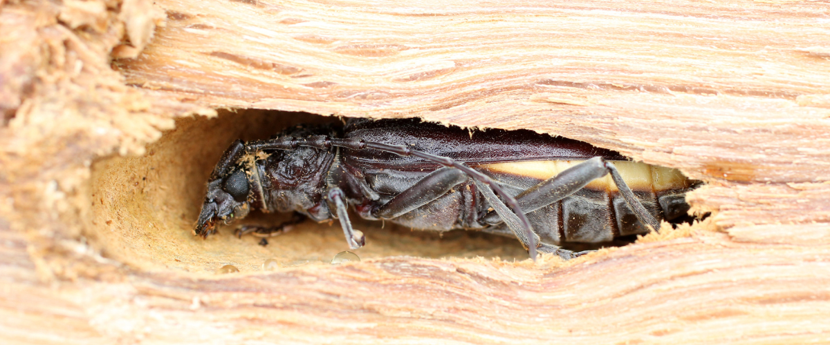 insectes xylohages, capricorne, vrillettes