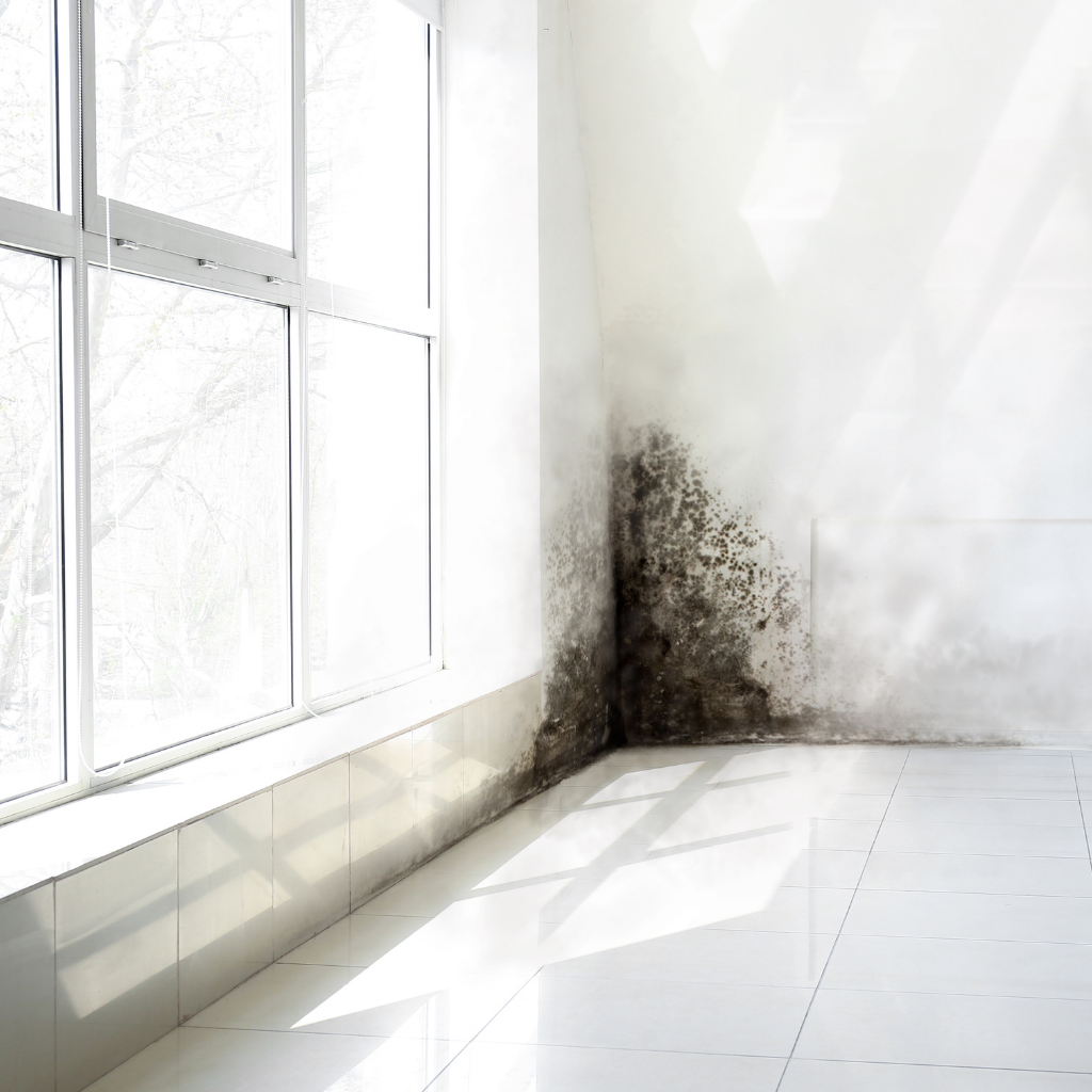 traces de moisissures murs