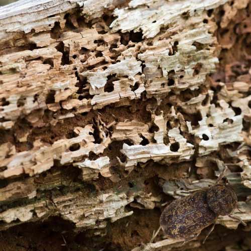 charpente-grosse-vrillette