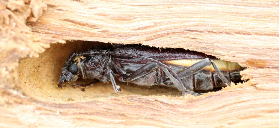Traitement de charpente en été : éliminer capricornes, vrillettes et autres insectes xylophages